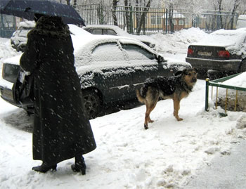 Зонтики зимой269350